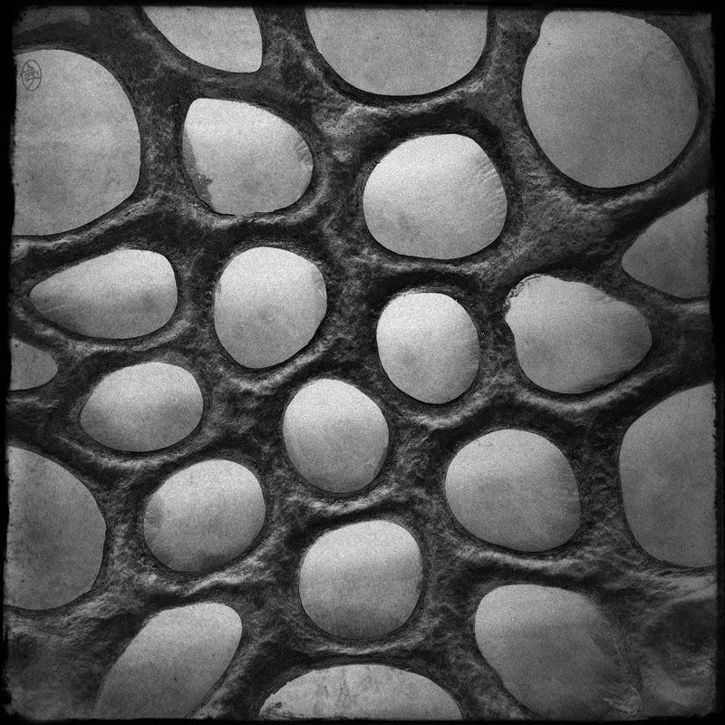 Cells