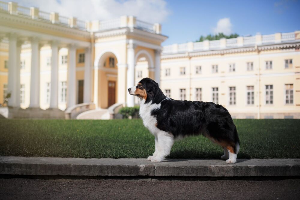 Австралийская овчарка