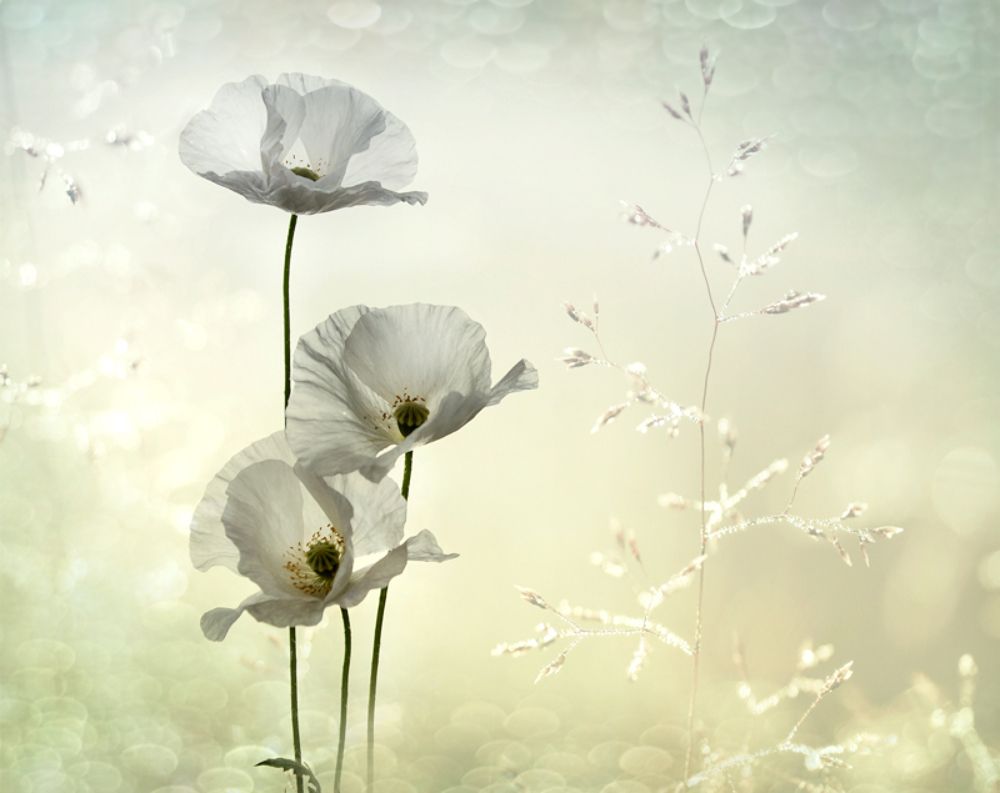 Летние грёзы...