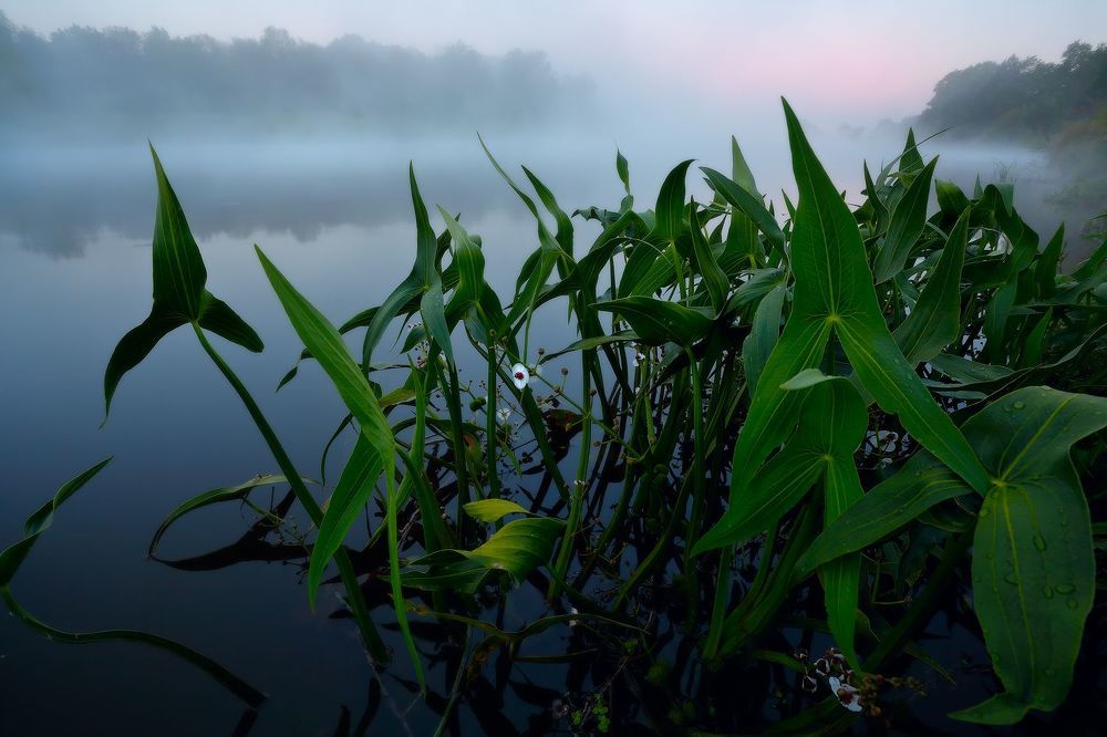 Стрелолист (Sagittaria)...