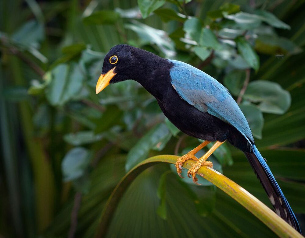 Юкатанская разноцветная сойка (Cyanocorax yucatanicus)