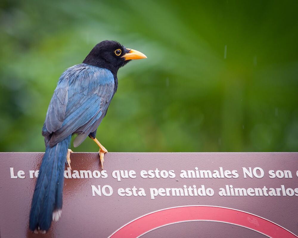 Юкатанская разноцветная сойка (Cyanocorax yucatanicus)