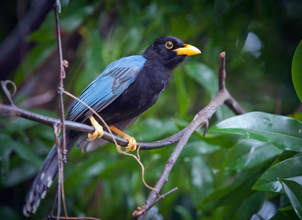Юкатанская разноцветная сойка (Cyanocorax yucatanicus)