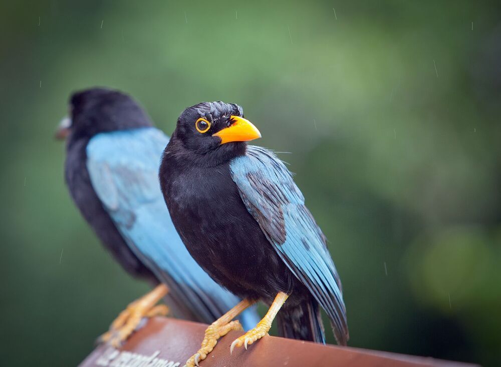 Юкатанская разноцветная сойка (Cyanocorax yucatanicus)