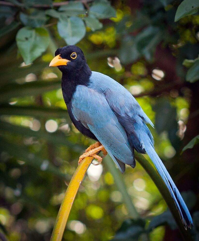 Юкатанская разноцветная сойка (Cyanocorax yucatanicus)