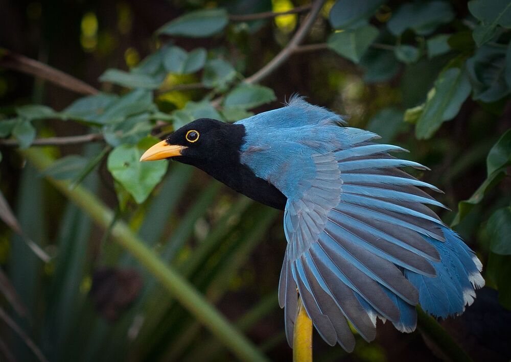 Юкатанская разноцветная сойка (Cyanocorax yucatanicus)
