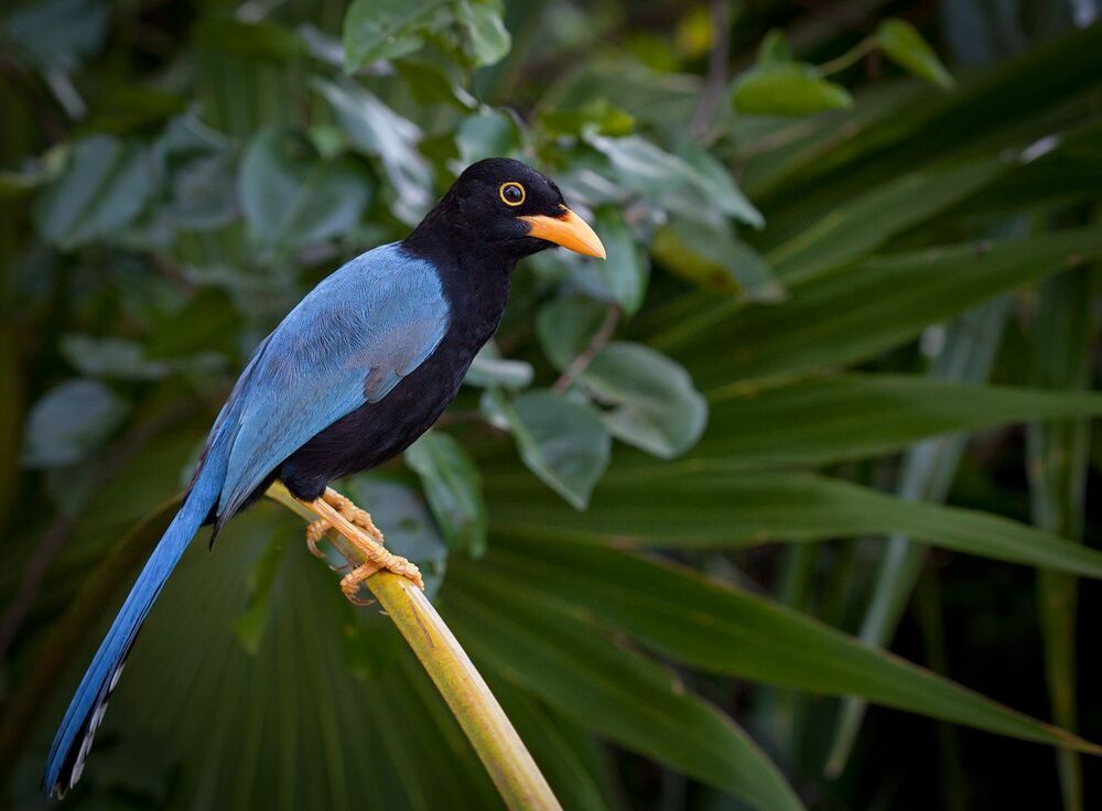 Юкатанская разноцветная сойка (Cyanocorax yucatanicus)