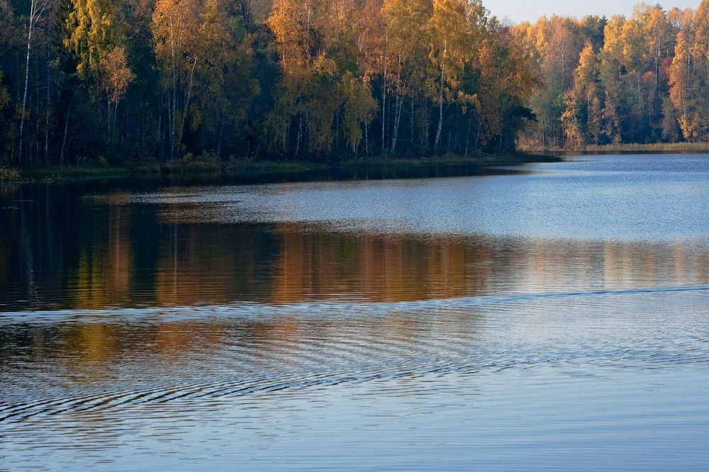 02 Одним из главных украшений этого осеннего дня стали отражения золотых листьев берёз в выразительной поверхности озера