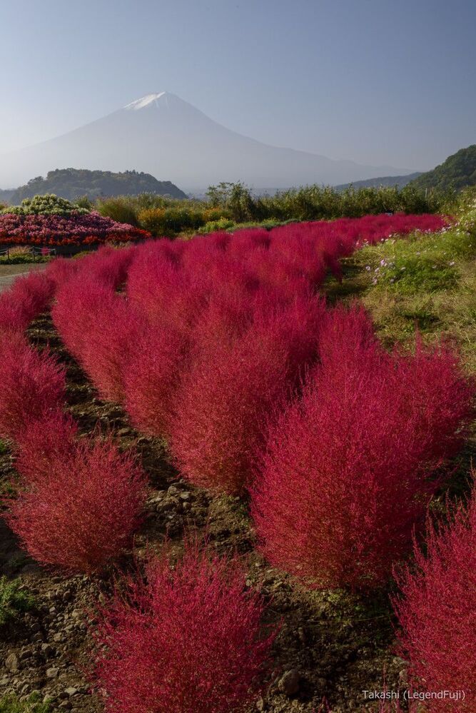 Kochia in Autumn color