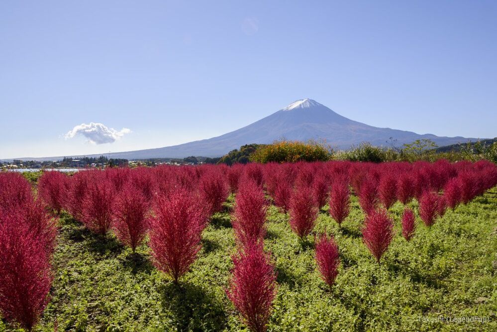 Kochia in Autumn color