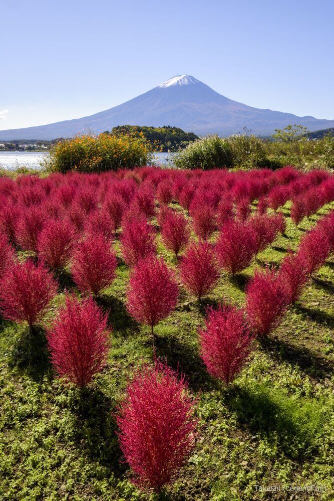 Kochia in Autumn color