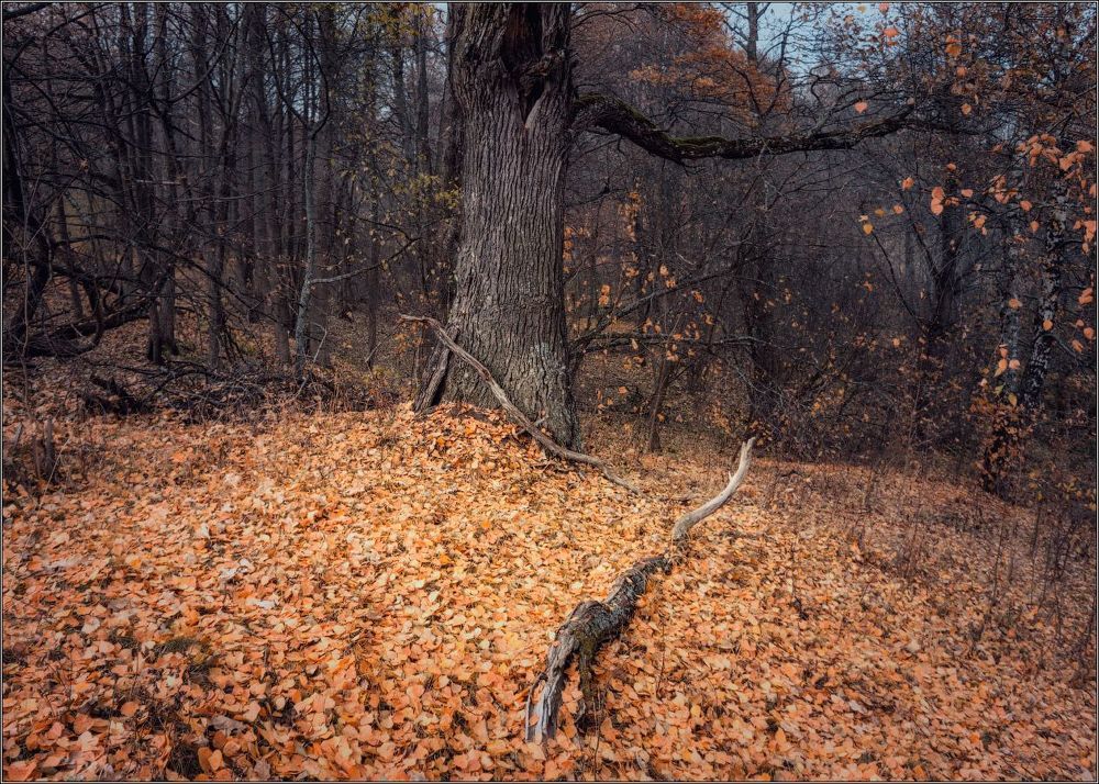 Autumn next to a river.  Belarus.November.