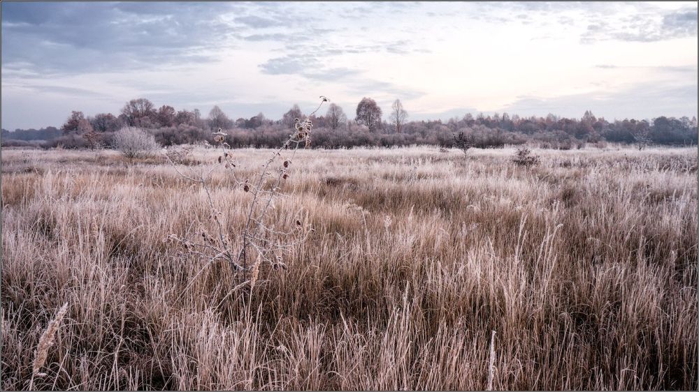 Autumn next to a river.  Belarus.November.