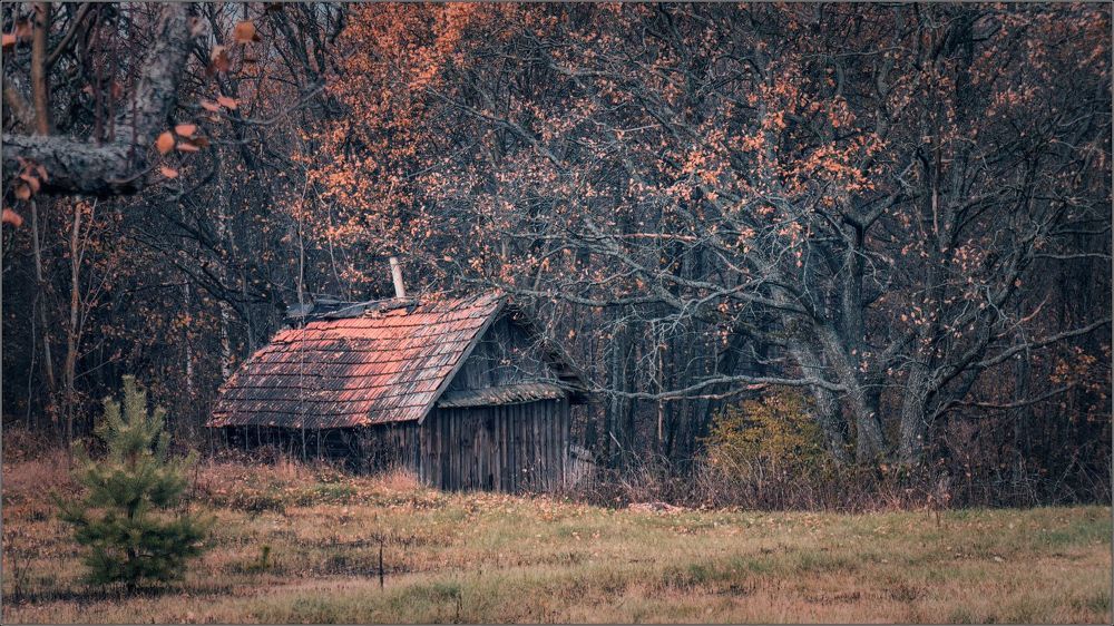 Autumn next to a river.  Belarus.November.