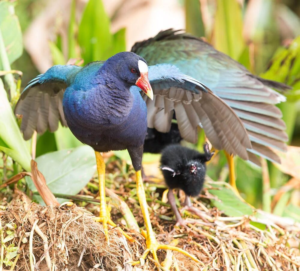 Малая Cултанка - American purple gallinule