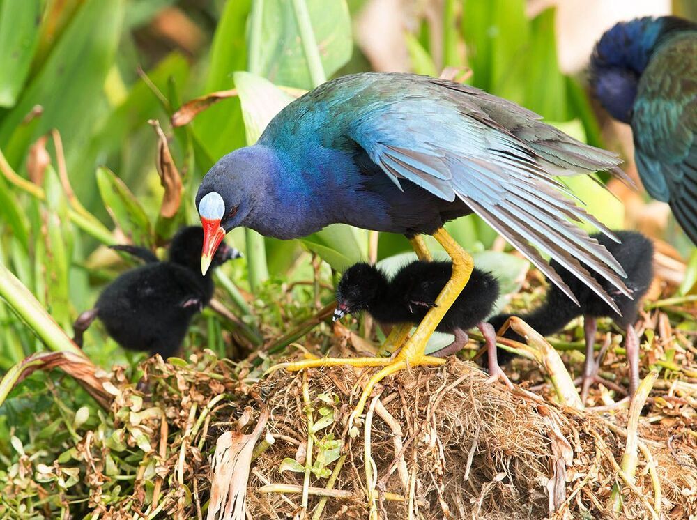 Малая Cултанка - American purple gallinule