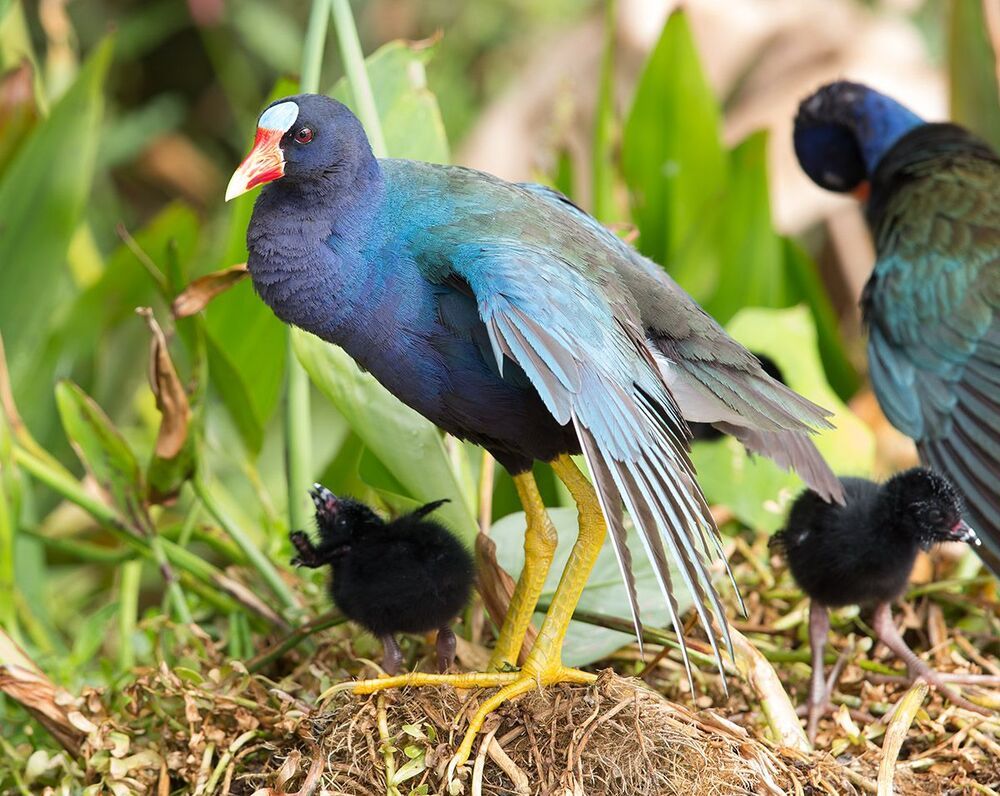 Малая Cултанка - American purple gallinule