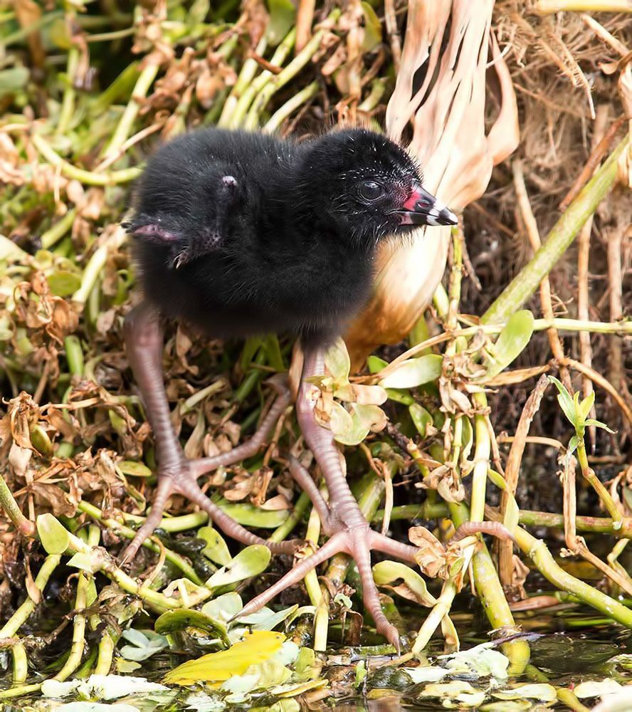 Малая Cултанка - American purple gallinule