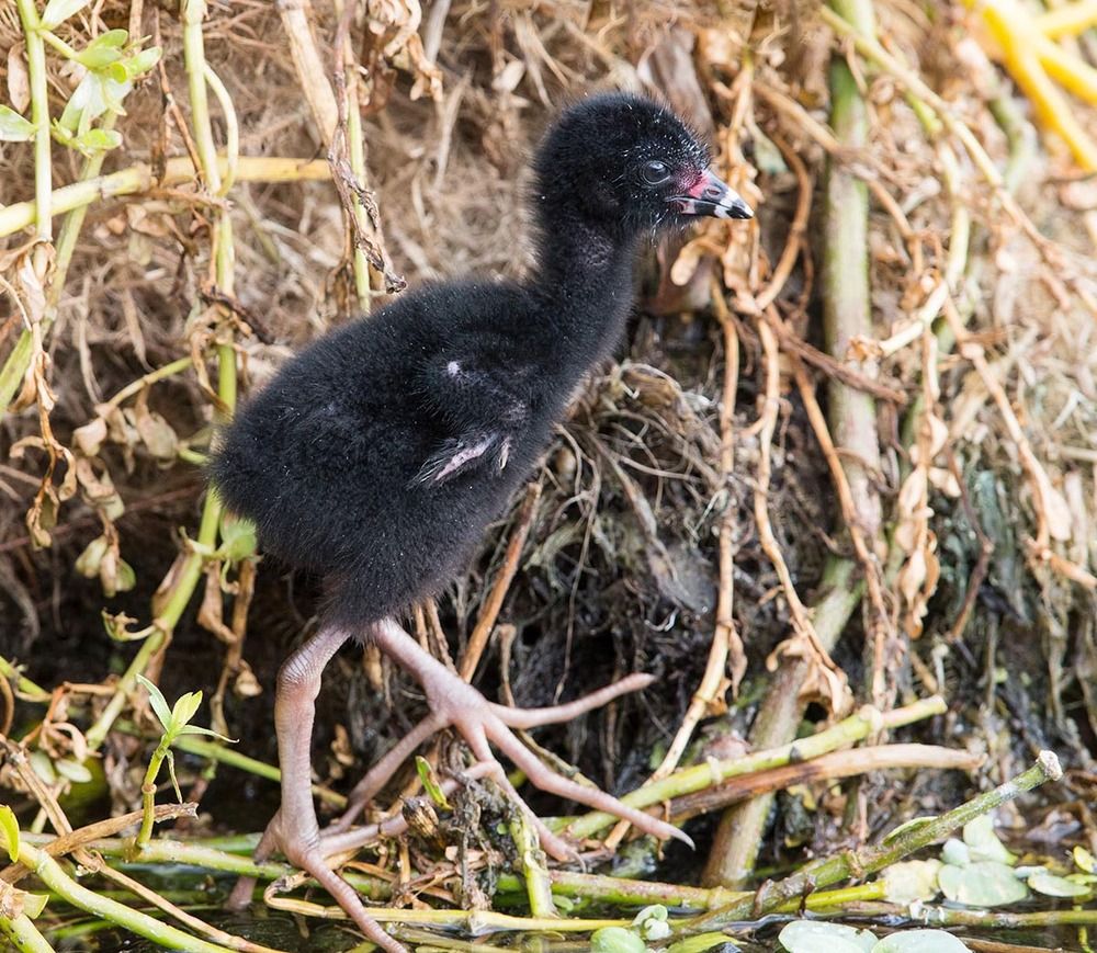Малая Cултанка - American purple gallinule