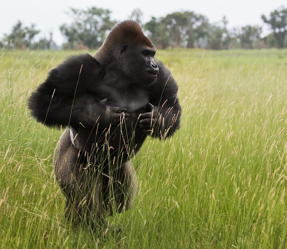 Lowland gorilla