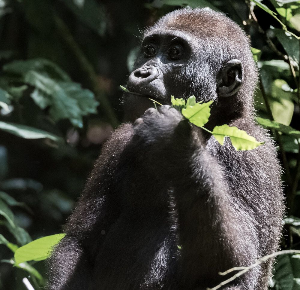 Lowland gorilla