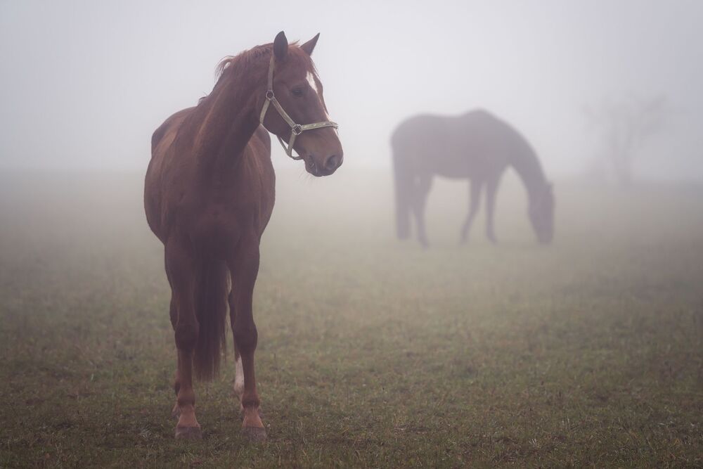 Grassing horses