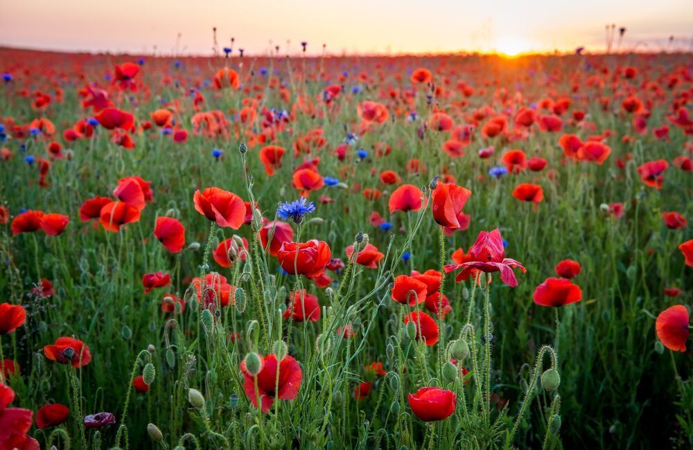 Field of poppies