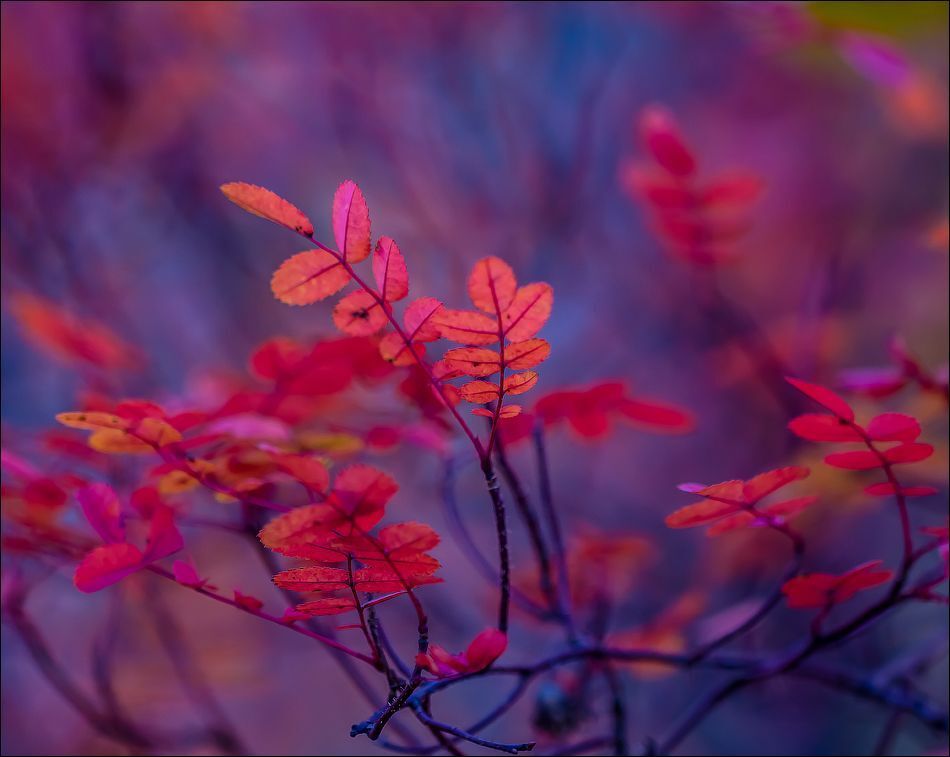 Осенний мотив....