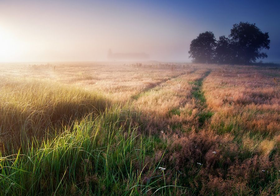 Foggy morning II