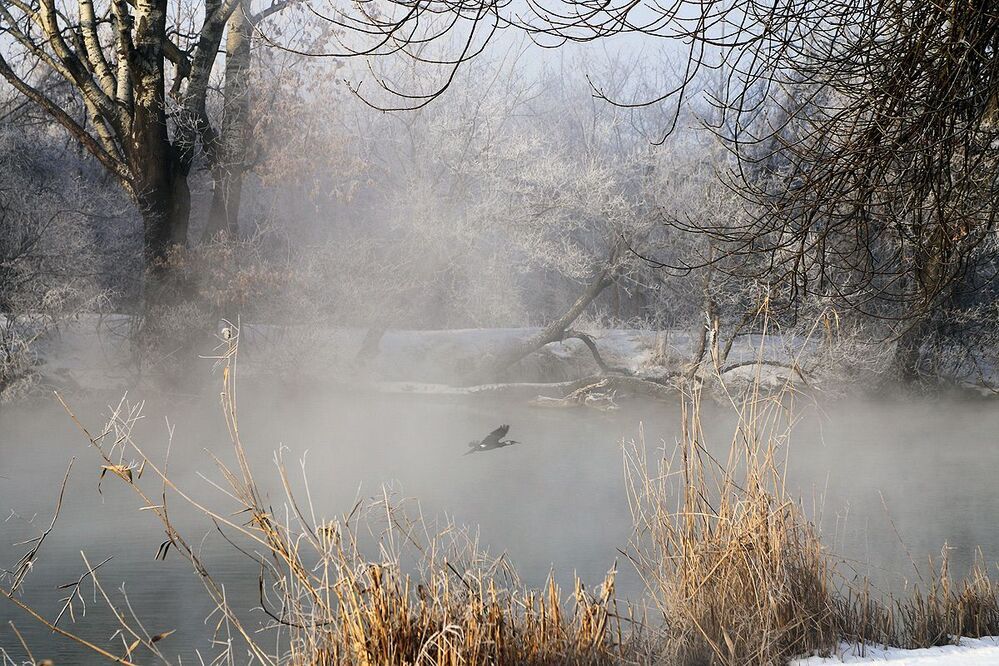 Зимнее утро баклана