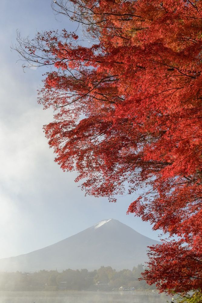 Autumn leaves
