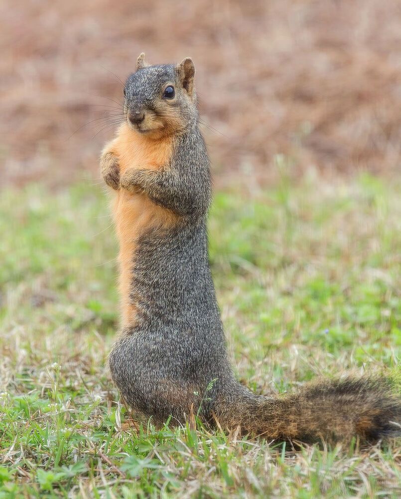 Этот вид белок наз. Лисья белка (Fox squirrel). Лисья белка очень подвижная, активна в дневное время.
Лисья белка обитает в восточной половине Северной Америки.