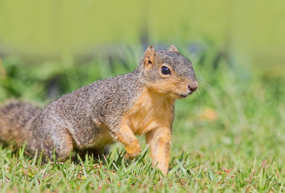 Лисья белка - Fox Squirrel
