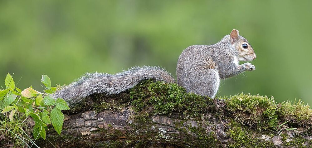 Лисья белка - Fox Squirrel