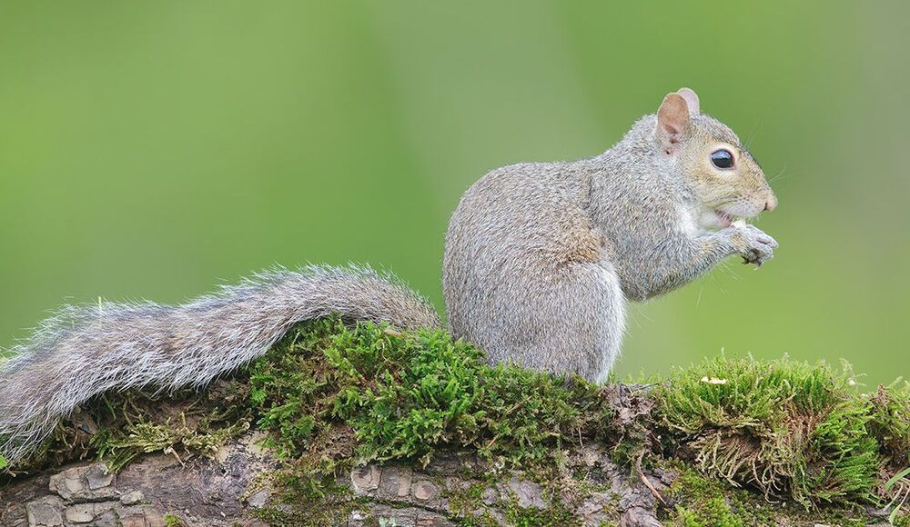 Лисья белка - Fox Squirrel