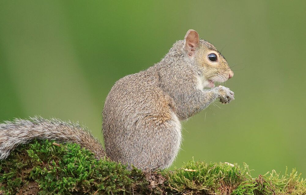 Лисья белка - Fox Squirrel