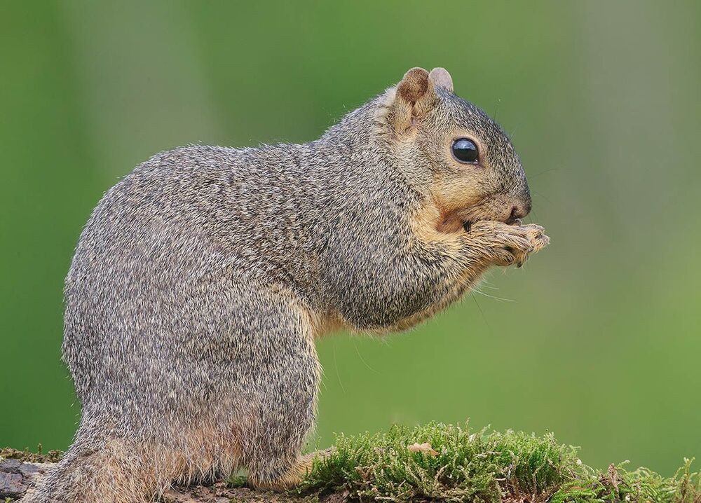 Лисья белка - Fox Squirrel