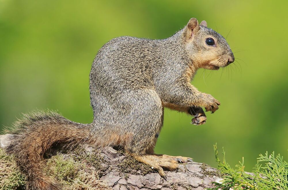 Лисья белка - Fox Squirrel