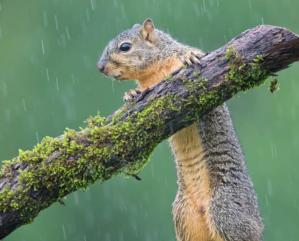Лисья белка - Fox Squirrel