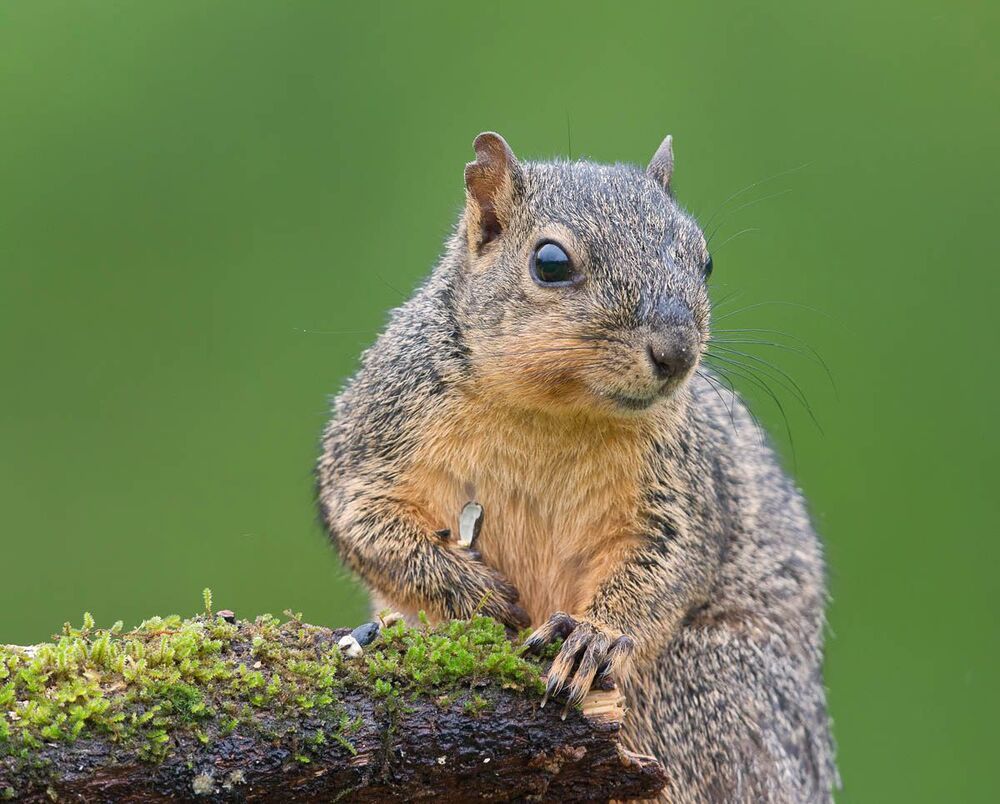 Лисья белка - Fox Squirrel