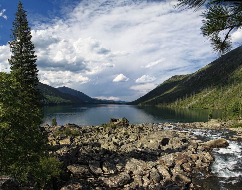 Мультинские виды