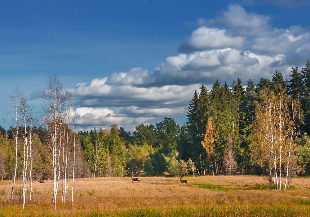 Там где живут олени