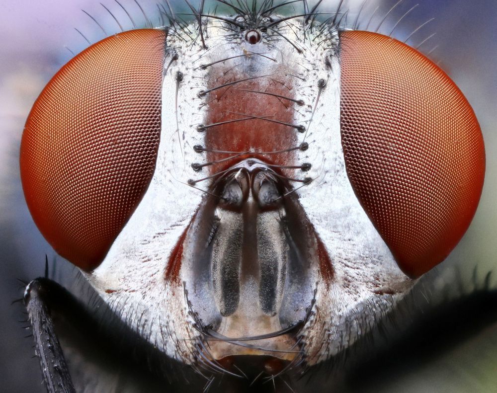 Fly portrait