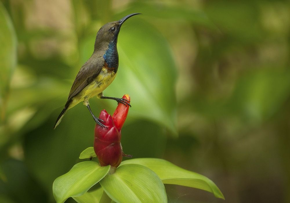 Paradisaeidae