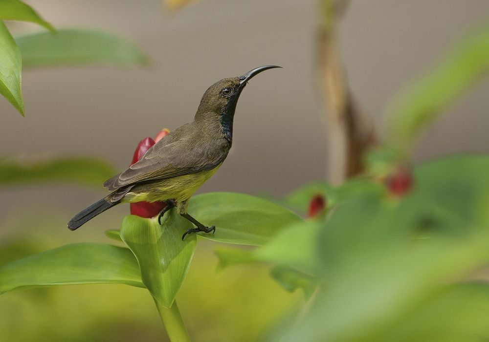 Paradisaeidae