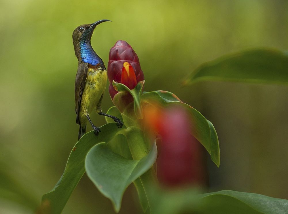 Paradisaeidae