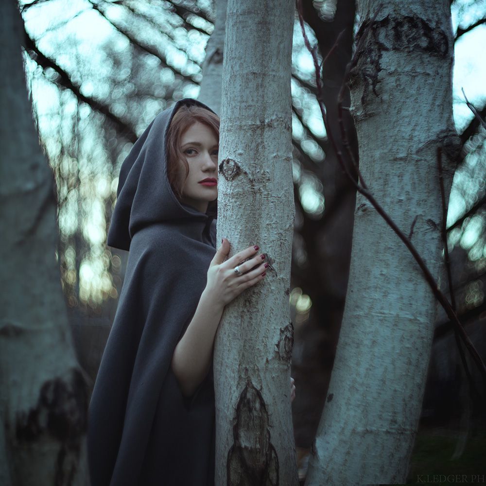 Twilight forest