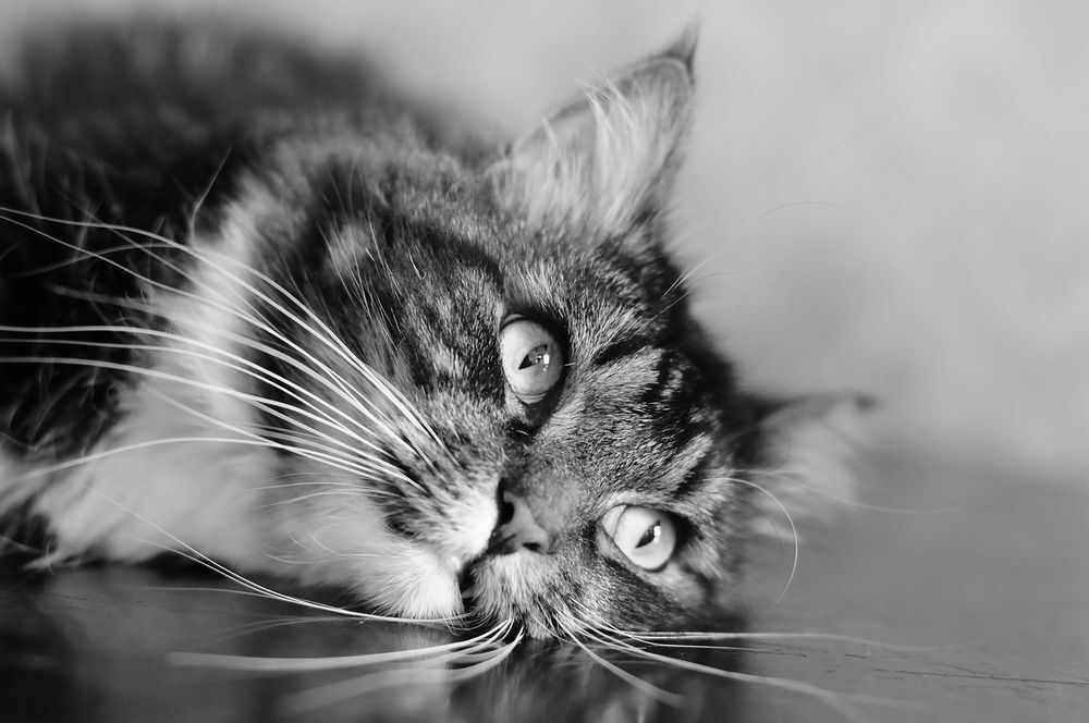 Коты-роялисты