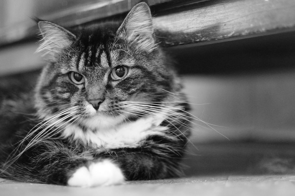 Коты-роялисты