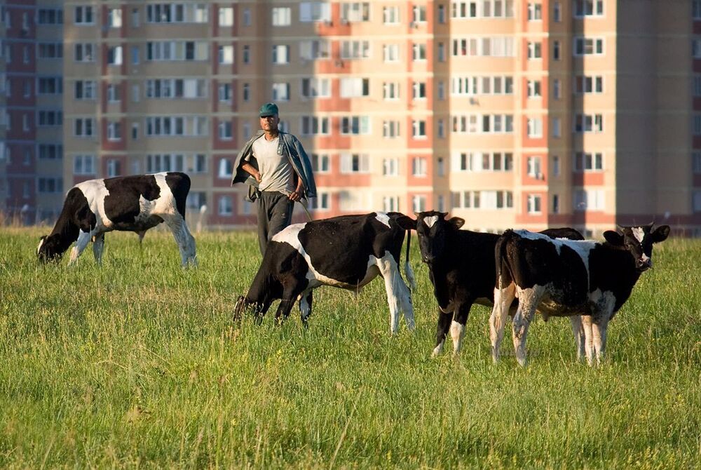Городские бурёнки